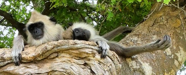 Bewohner Sicherheitsdienst und Wachmannschaft vom Baugrundstück in Sri Lanka Bewohner Sicherheitsdienst und Wachmannschaft vom Baugrundstück in Sri Lanka