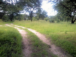 Weg zum Grundst�ck des Wohnhauses in Maun