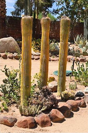 Garten vom Einfamilienhaus