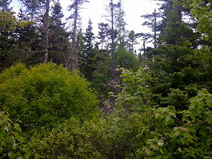 Wald des Baugrundstückes Wald des Baugrundstückes