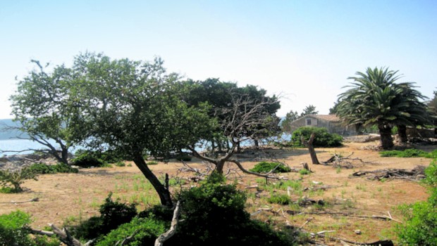 Insel Male Orjule mit Palmen und Olivenbumen