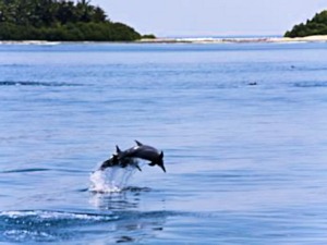 Patrouille der Insel Male Orjule Patrouille der Insel Male Orjule