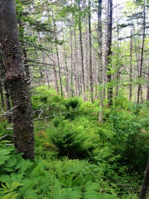 Baumbestand des Baugrundstckes im County Annapolis