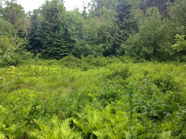 Naturgrundstck in Hillsburn im Annapolis County