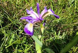 Fauna auf dem Baugrundstck