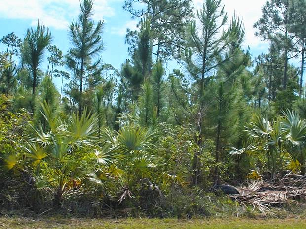 bewachsenes Baugrundstck im Leicester County auf Grand Bahama