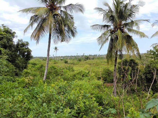 Baugrundst�ck unweit vom Meer und Strand in Kinondo Kenia