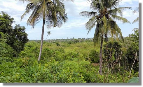 Grundst�ck unweit vom Meer und Strand in Kinondo Kenia