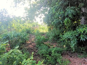 bewachsenes Baugrundst�ck in Kinondo