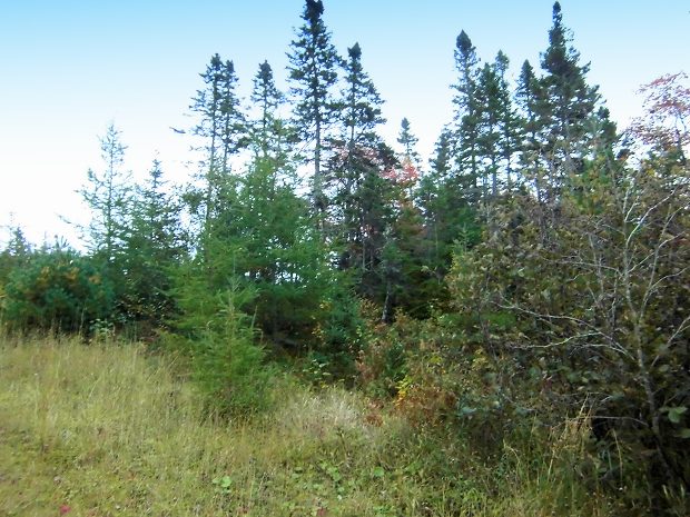 Wald vom Baugrundstck