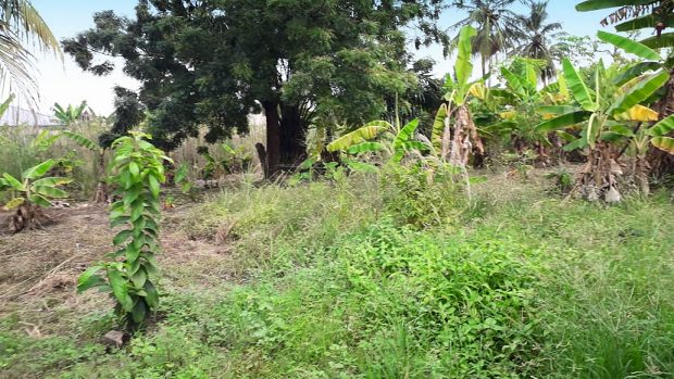 Garten Grundst�ck vom Wohnhaus in Adenta Accra Ghana