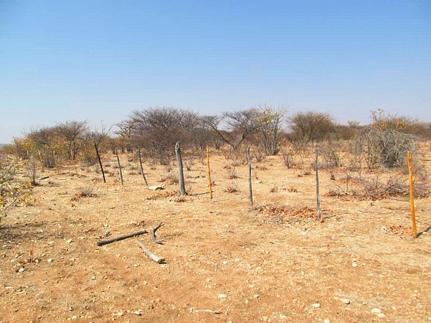 Weideland der Farm in Kumanjab