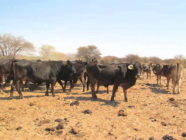 Cattle Farm Agrarland in Kunene Namibia