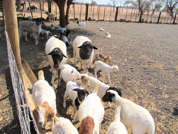 Schafhaltung Viehzucht auf der Farm in Kunene