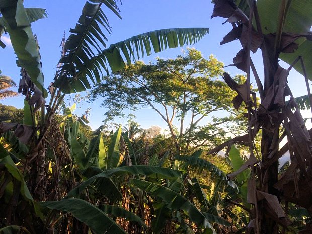 brasilianische Bananenfarm zum Kaufen