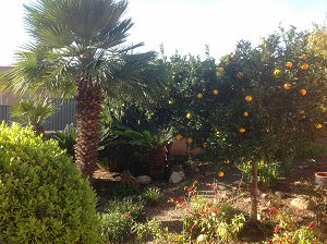 Garten des Ferienhauses