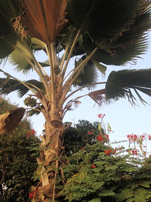 Fauna im Garten des Wohnhauses