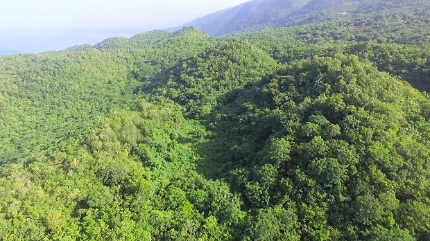 Berg-Grundstcke in Westmoreland Jamaika zum Kaufen