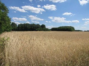 Ackerland des ungarischen Reitstalls