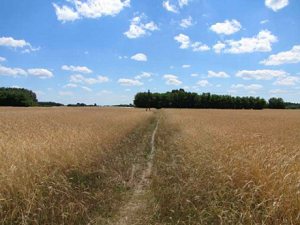 Agrarland vom ungarischen Reitstall