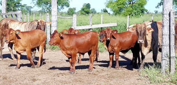 F�rsen der Rinderfarm