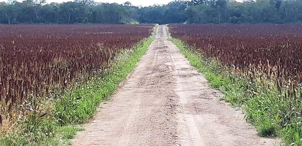 Futteranbau der Rinderfarm in Paraguay