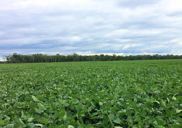Farmland der Rinderfarm im Bahia Negra