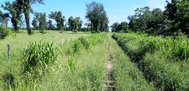 Weideland Grasland der Rinderfarm in Paraguay