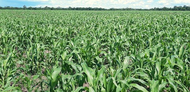 Maisfeld der Rinderfarm in Paraguay