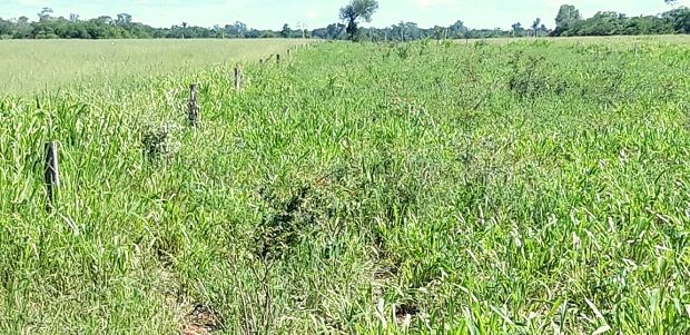 Weidefl�chen der Rinderfarm