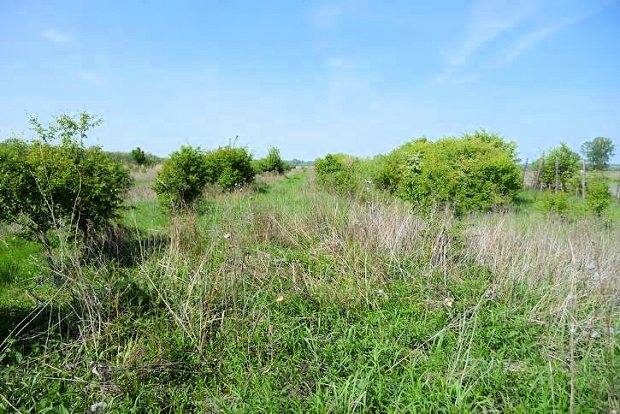 Weise Grasland im Komitat Bacs-Kiskun Ungarn