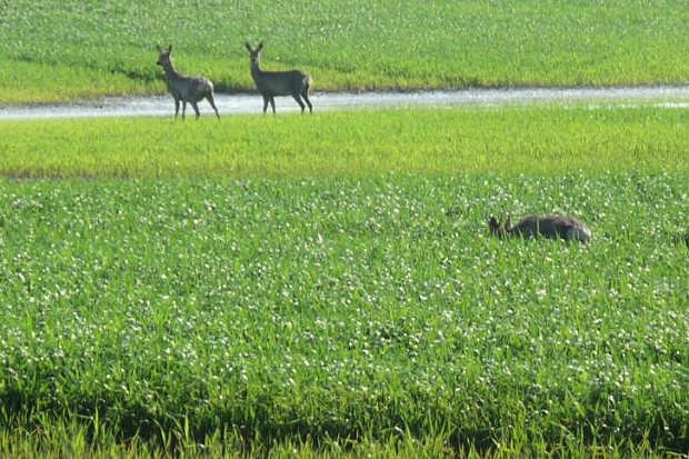 Wiese in Sdungarn zum Kaufen