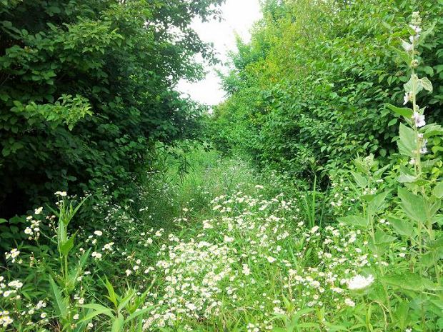 Waldflche der Grundstcke fr Landwirtschaft