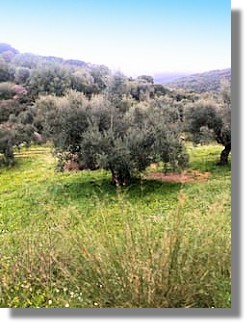 Olivienhain auf Peloponnes Messenien Griechenland