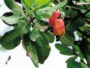 Cashewb�ume auf dem Grundst�ck der Insel Lombok