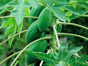 Obstb�ume auf dem Baugrundst�ck bei Senggigi