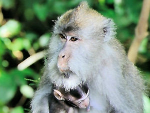 Bewohner vom Baugrundst�ck der Insel Lombok
