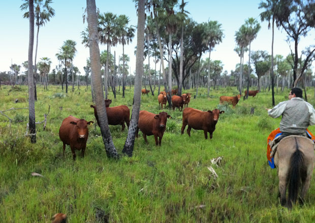 Estancia FarmlandPresidente Hayes in Paraguay