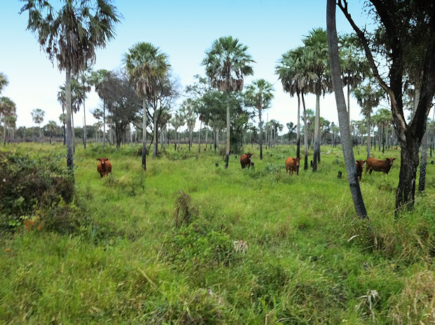 Rinder der Estancia