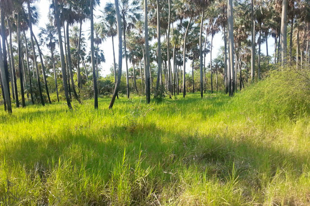 Farmland zum Kaufen in Paraguay