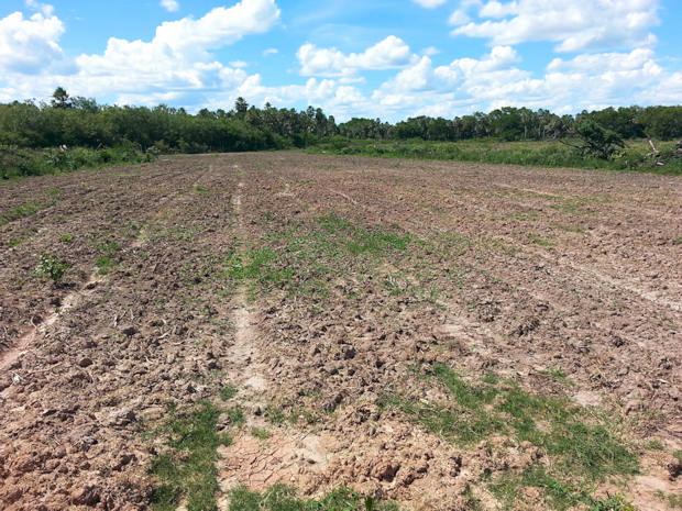 Farmland President Hayes