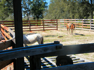 Pferde des Farmlands