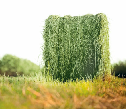 Futtermittel vom Milchbetrieb in Russland Futtermittel vom Milchbetrieb in Russland