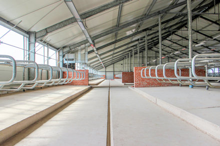 Staallung vom Milchbetrieb in Russland Staallung vom Milchbetrieb in Russland