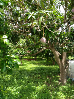 Farmland in Senegal zum Kaufen