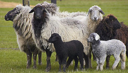 Karakulschafe der Farm