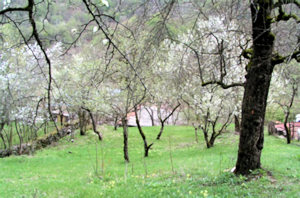 Garten vom Ferienhaus Ausbauhaus in Georgien