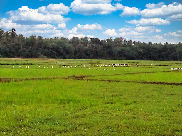 Agrarland Grundstck fr Landwirtschaft der Nord-Zentralprovinz in Sri Lanka zum Kaufen