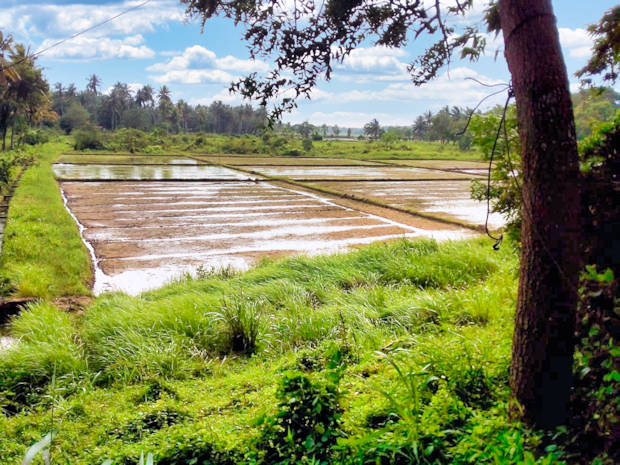 Agrarland fr Reisanbau in Sri Lanka zum Kaufen