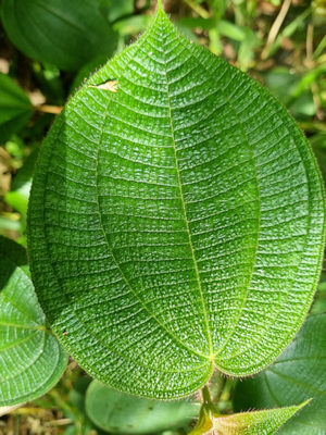 grner Regenwald in Ecuador